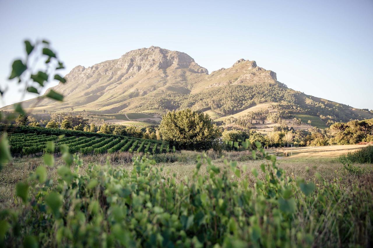 הוילה סטלנבוש Le Pommier Wine Estate מראה חיצוני תמונה